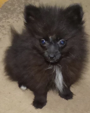 Spitz Pomeranian - imagine 2