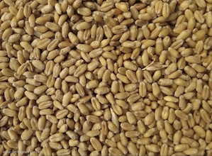 Vând 1.600 kg grâu recoltă recentă Prahova"