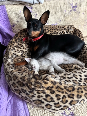pui pinscher pitic - imagine 2