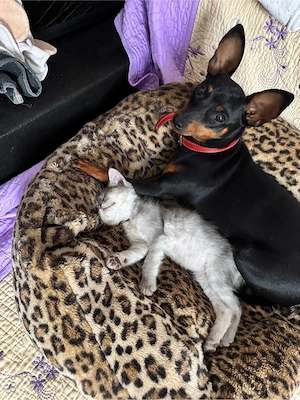 pui pinscher pitic - imagine 3