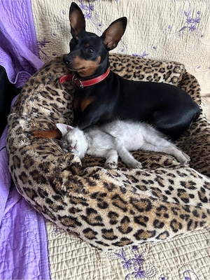 pui pinscher pitic