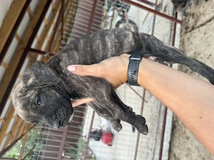 Puiuti Presa Canario din părinți cu pedigree 
