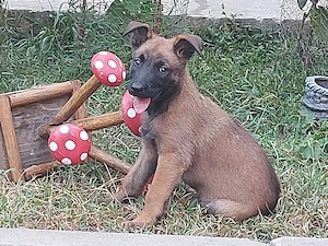 ciobănesc belgian 
