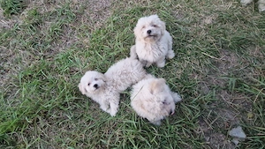 Bichon maltez deparazitați și vaccinați  - imagine 3