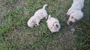 Bichon maltez deparazitați și vaccinați  - imagine 3