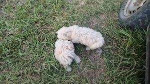 Bichon maltez deparazitați și vaccinați  - imagine 4