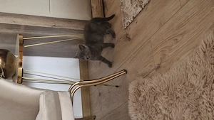 Băieței British Shorthair Blue  - imagine 3