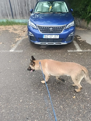 Donez belgian malinois 