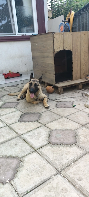 Donez belgian malinois  - imagine 4