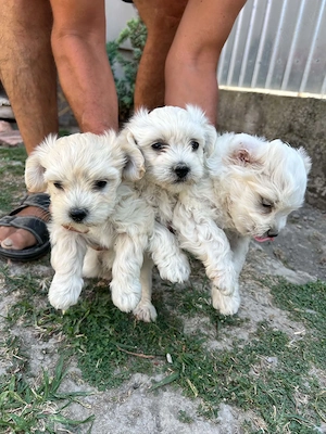 Bichon Maltez 2 masculi si o femelă , 8 săptămâni, vaccinați, deparazitați și cu carnet. - imagine 3
