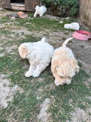 Bichon Maltez 2 masculi si o femelă , 8 săptămâni, vaccinați, deparazitați și cu carnet. - imagine 5