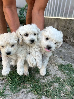Bichon Maltez 2 masculi si o femelă , 8 săptămâni, vaccinați, deparazitați și cu carnet. - imagine 2