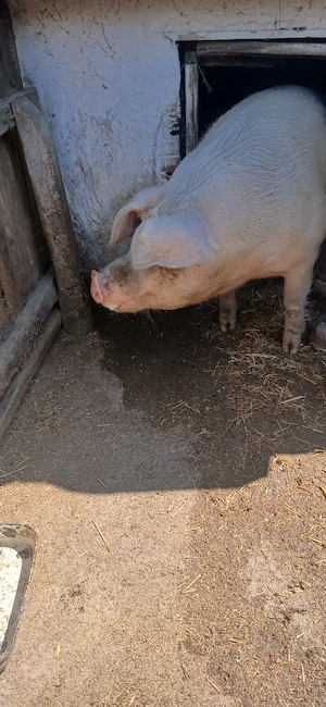 Scroafa cu greutatea in jur de 300kg, hranita cu cereale boabe si urluiala. hranita bio. Culoare alb - imagine 3