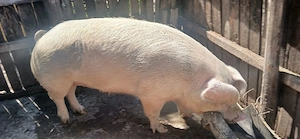 Scroafa cu greutatea in jur de 300kg, hranita cu cereale boabe si urluiala. hranita bio. Culoare alb - imagine 2
