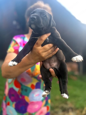Puiuți Amstaff disponibili  - imagine 4