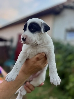 Puiuți Amstaff disponibili  - imagine 3