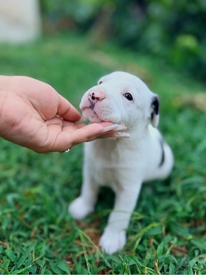 Puiuti Amstaff disponibili  - imagine 2