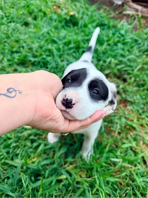 Puiuti Amstaff disponibili  - imagine 3