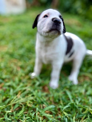 Puiuti Amstaff disponibili  - imagine 4