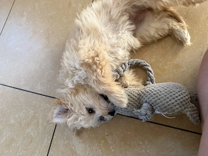 Cățelușa de maltipoo