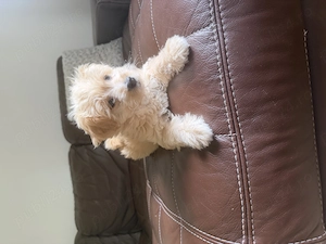 Cățelușa de maltipoo - imagine 2