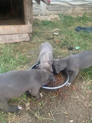 Cautam o noua casuta Metis Amstaff, Cane Corso 4 masculi si doua femele. - imagine 3
