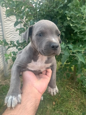 Cautam o noua casuta Metis Amstaff, Cane Corso 4 masculi si doua femele. - imagine 2