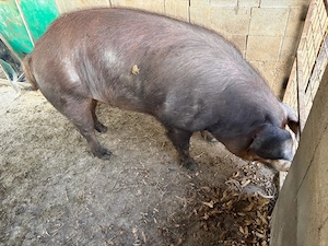porci vier de vanzare - imagine 3