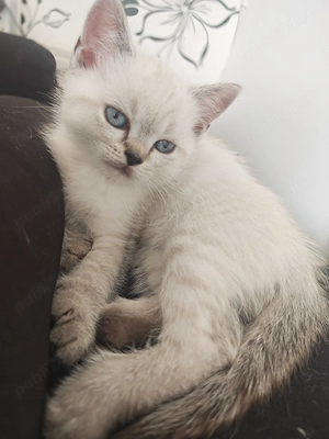 Puii de british shorthair  - imagine 3