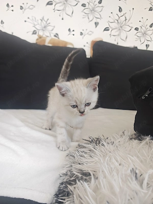 Puii de british shorthair  - imagine 4