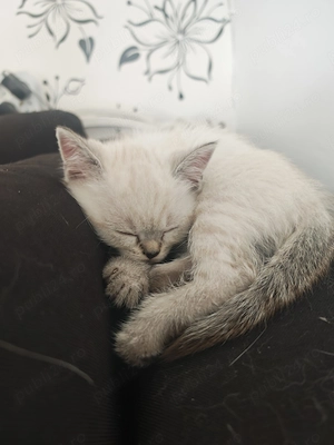 Puii de british shorthair  - imagine 5