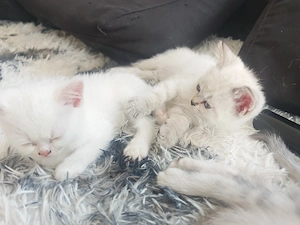 Puii de british shorthair  - imagine 2