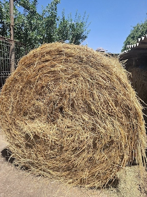 Baloți lucernă de vânzare