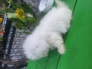 Baiat toy shihtzu frumos - imagine 5