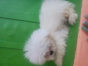 Baiat toy shihtzu frumos - imagine 3