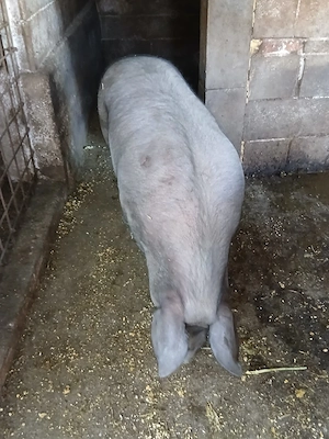 porci de vânzare intre 100-140 kg. - imagine 2