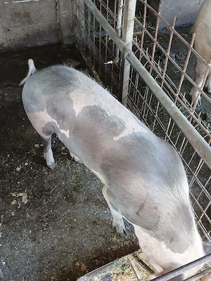 porci de vânzare intre 100-140 kg. - imagine 4