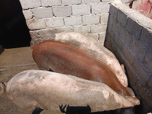 Vand porci de carne - imagine 2