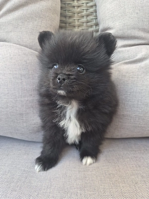 vand femele pomeranian - imagine 2