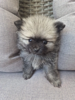 vand femele pomeranian - imagine 5