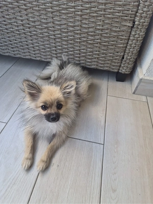 Donez cuplu pomeranian - imagine 2