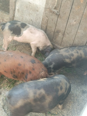 Șoldani de 30-40 kg