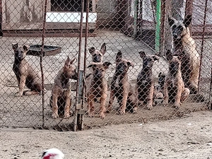 Ciobanesc belgian malinois