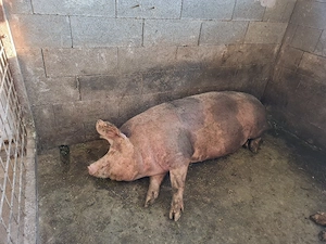 porci de carne - imagine 4