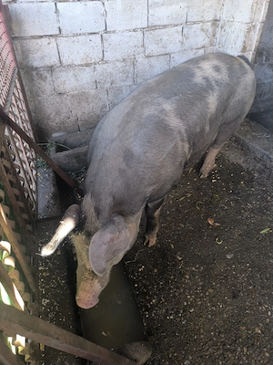 Porc vânzare, lipsă timp