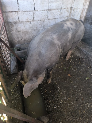 Porc vânzare, lipsă timp - imagine 2