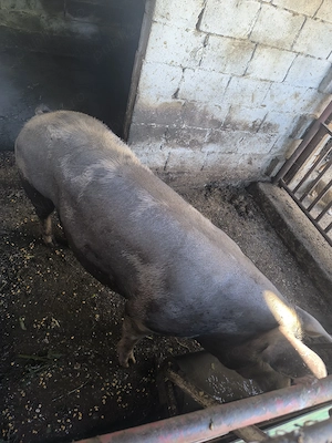 Porc vânzare, lipsă timp - imagine 3