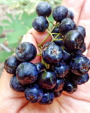 Vand suc aronia natural livada proprie 