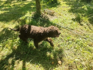 Donez 4 cățeii  Lagotto Romangnolo