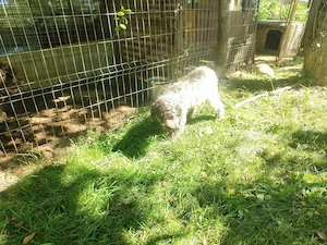  8 Căței  Lagotto Romangnolo - imagine 3